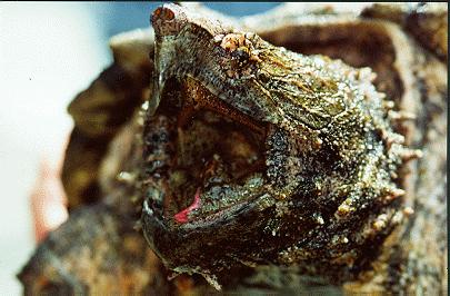 Alligator Snapper photo