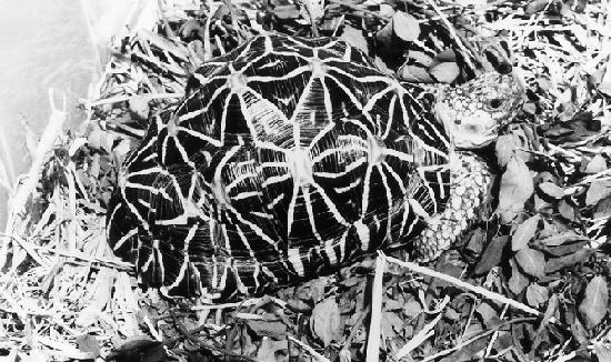 Star Tortoise photo