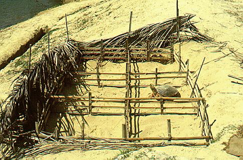 Nest enclosure built by egg collectors.